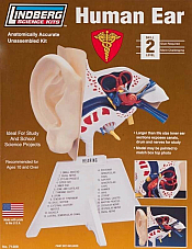 LINDBERG 7 1/4 HUMAN EAR MODEL KIT BODY PARTS MALE FEMALE SCIENCE 71308 BNIB